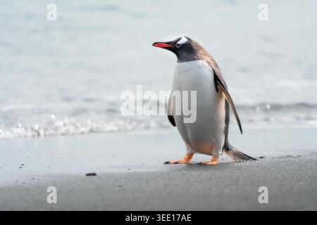 Vue d'un pingouin Gentoo debout sur une plage de sable volcanique sombre avec de douces vagues océaniques en arrière-plan Antarctique. Banque D'Images