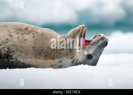 Vue d'un léopard de mer couché sur la neige avec sa bouche large ouverte, révélant des dents tranchantes sur un fond glacé flou Antarctique. Banque D'Images