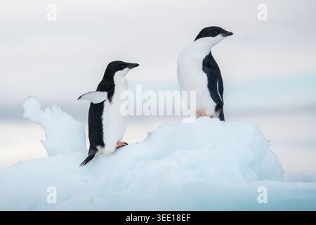Vue de deux manchots Adelie debout sur une banquise blanche sous un ciel couvert doux en Antarctique. Banque D'Images