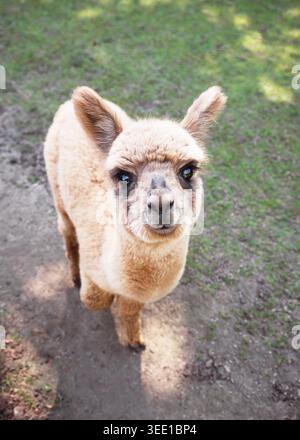 Adorable, moelleux bébé alpaga brun clair (cria) se tient à l'extérieur, regardant directement le spectateur. La prise de vue en grand angle capture la nature douce Banque D'Images