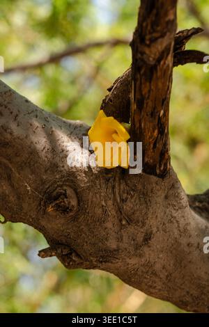 Gros plan d'une fleur jaune éclatante qui pousse à partir d'un tronc d'arbre vieilli texturé entouré de verdure. Banque D'Images