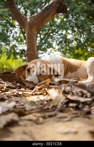 Un beagle à fourrure brune, blanche et noire repose sur un lit de feuilles sèches dans une zone boisée sous la lumière naturelle du soleil. Banque D'Images