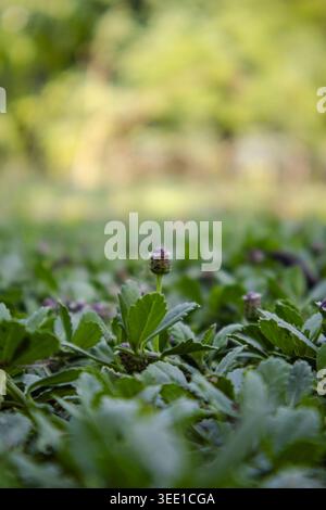 Gros plan d'un petit trèfle avec des fleurs violettes émergeant de l'herbe verte dans un cadre extérieur naturel. Banque D'Images