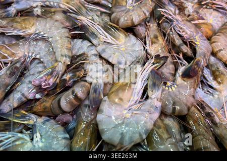 Crevettes tigrées fraîches exposées sur le marché humide. Concept asiatique et de fruits de mer. Banque D'Images