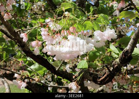 Prunus 'Shōgetsu'. Gros plan de la double mariée rougissante rose et blanche grappe de fleurs de cerisier au printemps. Synonyme Miyako & Shimizu-zakura Banque D'Images
