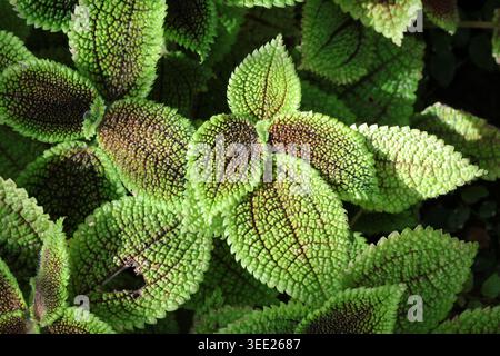 Pilea 'Moon Valley', gros plan de la plante d'amitié de plante d'intérieur avec une variégation violet, vert et vert clair. Banque D'Images