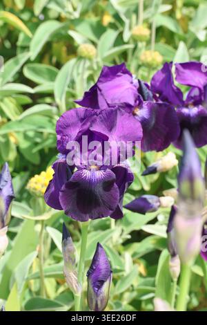 Iris 'sable'. Grand iris barbu avec des normes violettes, magnifiques chutes violettes foncées en velours et barbe orange Banque D'Images