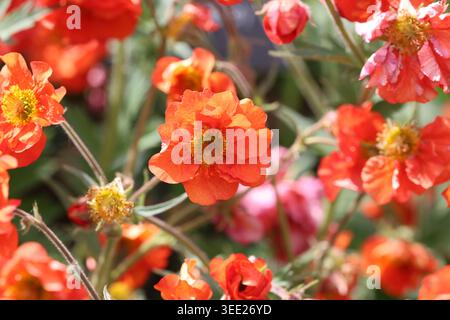 Geum Scarlet Tempest ('Macgeu001'PBR) (série Tempest). Gros plan sur les avens rouges écarlate de la série Tempest au printemps. Banque D'Images