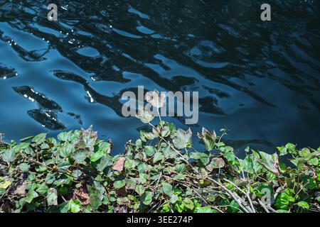 Des ondulations d'eau bleu foncé avec un feuillage vert luxuriant au premier plan Banque D'Images