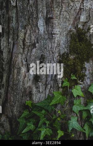 Lierre accrochée à l'écorce d'un arbre. Banque D'Images