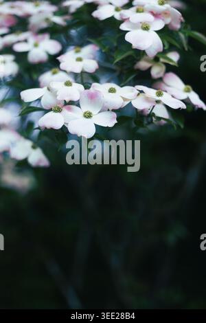 Belles fleurs de cornouiller dans un jardin. Banque D'Images