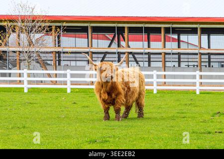 Le bétail des Highlands est originaire des Highlands écossais et des îles de l'ouest de l'Écosse. Étant bien adaptés aux hivers rigoureux, ils ont été introduits Banque D'Images