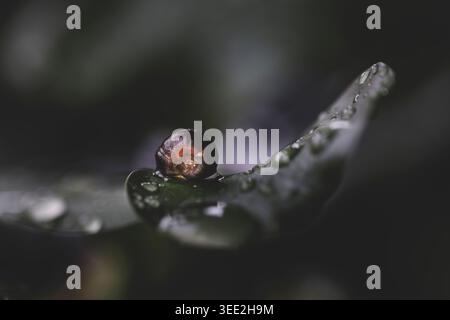 Photo macro détaillée d'un minuscule escargot reposant sur une feuille verte courbée recouverte de gouttelettes d'eau translucides. L'image présente une atmosphère sombre et sombre Banque D'Images