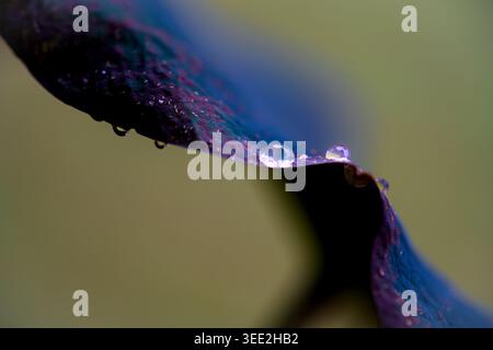 Une macro photographie détaillée montrant des gouttelettes d'eau claire reposant sur le bord d'une feuille violette et verte texturée. L'image présente une faible profondeur o Banque D'Images