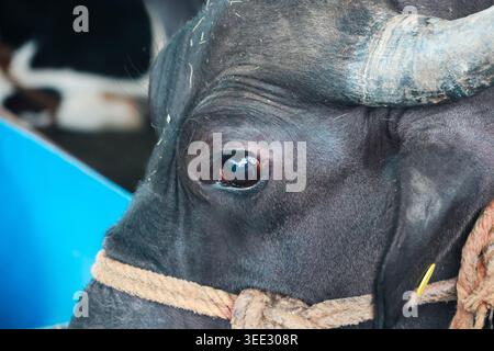 Gros plan de Black Buffalo Eye avec Rope Halter. Gros plan détaillé du visage d’un buffle d’eau noire en se concentrant sur son œil expressif et sa peau texturée. Banque D'Images