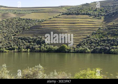 Vue sur les vignobles en terrasses de la vallée du Douro sur une colline escarpée surplombant la rivière sous un ciel clair Portugal. Banque D'Images