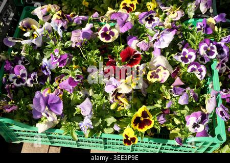 Des pansies lumineuses de différentes couleurs remplissent un panier vert sous la lumière du soleil, mettant en valeur le printemps. Banque D'Images