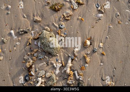 Morceaux de corail coquillages et petites pierres reposent sur le sable humide de la plage à Klong Muang Krabi Thaïlande Banque D'Images