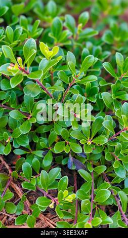 L'image en gros plan présente une plante de baie. Plante de couverture de sol affiche des textures lisses, des couleurs vertes vibrantes. Idéal pour les études botaniques, la promotion de l'éco Banque D'Images