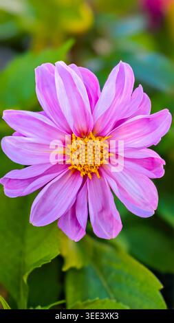 Gros plan extrême de la fleur de dahlia, centrée avec un fond de feuillage vert doux. Un éclairage doux et diffus met en valeur les textures florales et les couleurs vives Banque D'Images