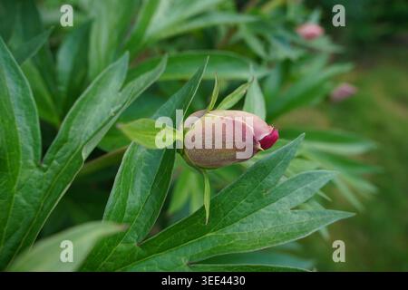 feuillage des feuilles et bourgeon de pivoine commençant à fleurir au printemps. jardin verdoyant Banque D'Images