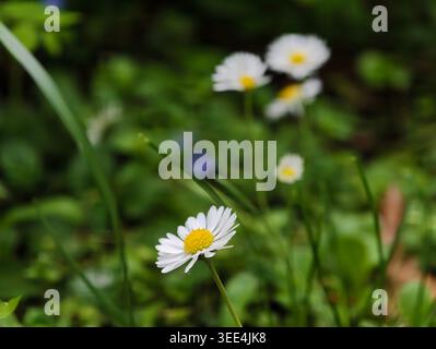 Marguerite en gros plan avec bokeh, détail pétale net et disque jaune, arrière-plan pâle flou de prairie, texture de mise en surbrillance lumière matinale, minima floral Banque D'Images