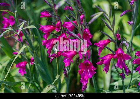Gros plan de Gladiolus byzantin (Gladiolus communis subsp. byzantinus) fleurs roses Banque D'Images