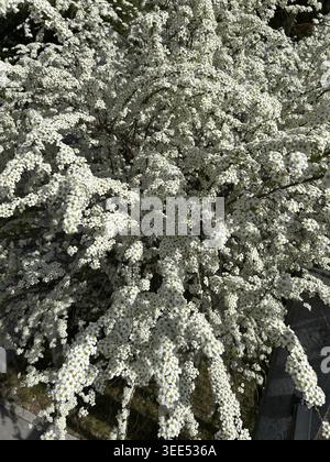 Spirée nuptiale, spirée neigeuse (Spiraea arguta), spirée neigeuse, arbuste, haie, haies, arbustes, blanc, fleur, floraison, floraison, floraison, jardin, l Banque D'Images