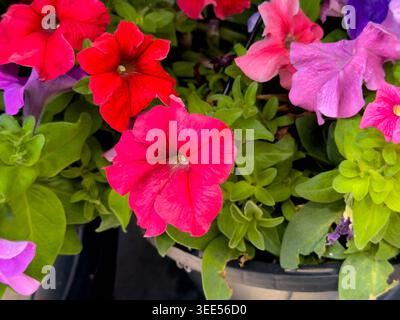 Une vue de fleurs de pétunia mélangées. Banque D'Images
