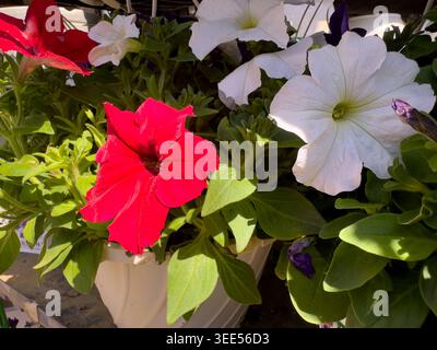 Une vue de fleurs de pétunia mélangées. Banque D'Images