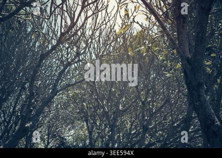 Vue en bas angle des branches de plumeria entrelacées sans feuilles. Un arrière-plan de nature aux tons vintage qui capture des motifs organiques et une ambiance automnale paisible Banque D'Images