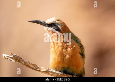 Une vue d'un mangeur d'abeilles à front blanc, perché sur une branche d'arbre. Banque D'Images