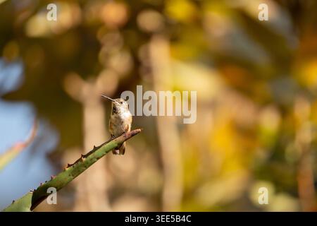 Une vue d'un colibri d'Allen, perché sur une plante d'agave. Banque D'Images