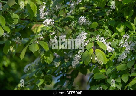 Branches de cerisier d'oiseau recouvertes de délicates fleurs blanches et de feuilles vertes fraîches dans la lumière chaude du soleil printanier. Nature saisonnière et jardin fleuri co Banque D'Images