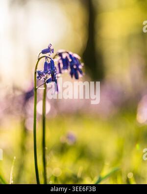Vue sur Bluebell Woodlands avec de délicates fleurs de bluebell fleurissant dans un champ vert luxuriant sous la lumière du soleil d'heure dorée avec un fond bokeh doux en bœuf Banque D'Images