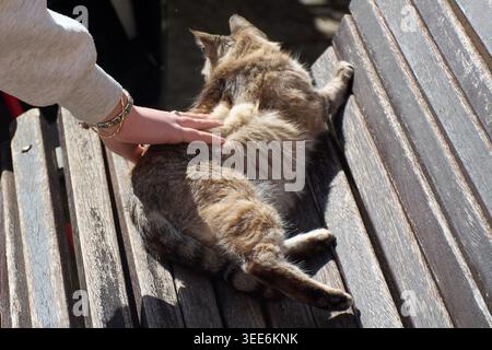 Gros plan d'une main de personne caressant doucement un chat tabby moelleux reposant sur un banc en bois altéré dans le soleil chaud de l'après-midi Banque D'Images