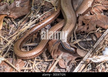 Ver lent (Lacerta agilis) mangeant un millipède, Angleterre, Royaume-Uni. Les vers lents sont des reptiles qui mangent des proies invertébrées Banque D'Images