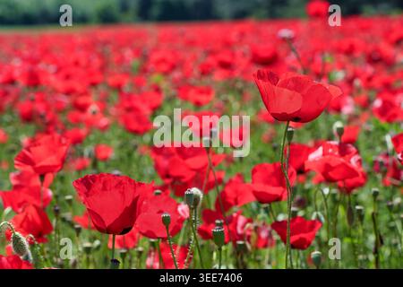 Gros plan vibrant de coquelicots rouges en fleurs dans un vaste champ à Lesbos, en Grèce. Idéal pour les milieux naturels printaniers, les paysages floraux et les marres saisonnières Banque D'Images