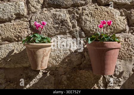 Deux pots de fleurs en terre cuite avec des fleurs de cyclamen rose accrochées à un mur rustique de pierre ensoleillée dans un village méditerranéen. Banque D'Images