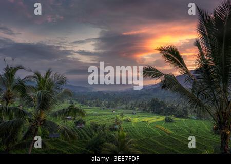 Vue aérienne de rizières luxuriantes en terrasses nichées dans une vallée avec des palmiers et une montagne brumeuse sous un ciel de coucher de soleil spectaculaire à Sidemen, Bali, Indonésie. Banque D'Images