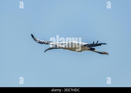 Cigogne des bois volant dans le ciel à Orlando Wetland Park Banque D'Images