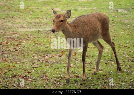 Sika Deer marchant et regardant sur la prairie verte Banque D'Images
