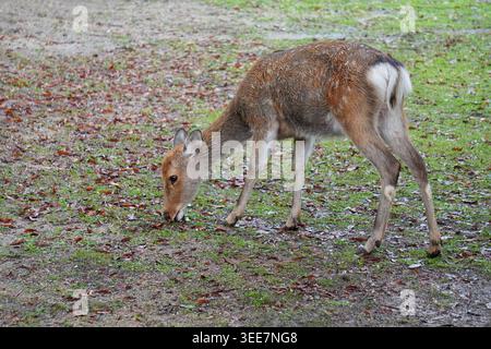 Sika Deer marchant et regardant sur la prairie verte Banque D'Images