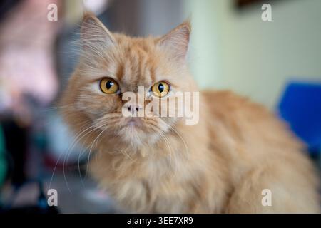 Portrait d'un chat persan de couleur dorée Banque D'Images