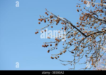 Un fruit Liquidamber sec sur une branche d'arbre contre un ciel bleu en hiver. Banque D'Images