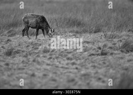 Jeune cerf de cerf rouge (Cervus elaphus) pâturant sur des landes humides sous la pluie, noir et blanc, Danemark, printemps Banque D'Images