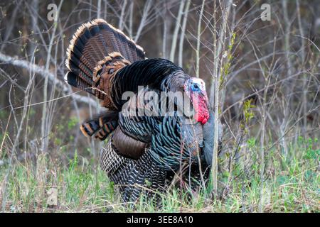 Un dinde sauvage mâle au plumage irisé et à la vivacité rouge vif traverse les hautes herbes et les broussailles Banque D'Images