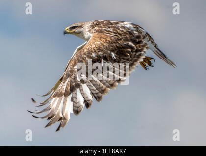 Vue rapprochée d'un faucon volant dans les airs, présentant ses plumes détaillées et ses talons tranchants sur un ciel mou et couvert Banque D'Images