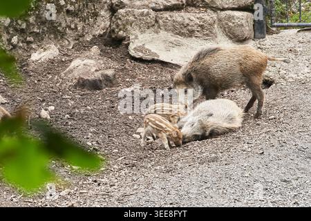 Mère de sanglier et porcelets rayés enracinés et reposant sur un sol boueux, montrant un comportement familial et des soins Banque D'Images