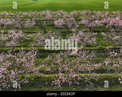 Vue aérienne d'arbres fruitiers en fleurs avec des fleurs roses en rangées soignées à travers un verger vert à Borgo d'Ale, Piémont, Italie. Banque D'Images